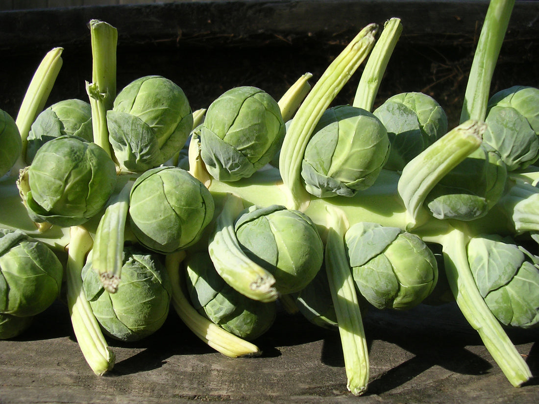 Brussels sprouts on the stem